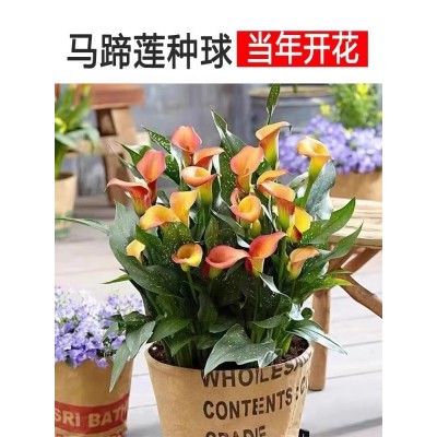 四季种易活开花不断荷兰进口彩色马蹄莲种球阳台室内盆栽花卉大球图5