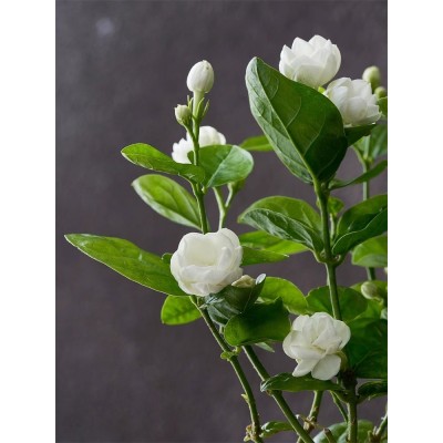 茉莉花盆栽植物室内阳台浓香型花卉好养易活老桩四季开花桌面盆景图3