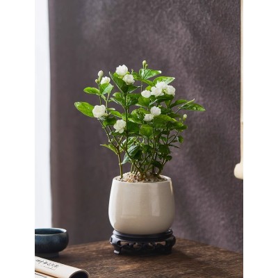 茉莉花盆栽植物室内阳台浓香型花卉好养易活老桩四季开花桌面盆景图2
