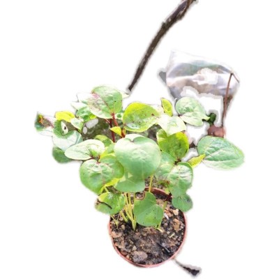 带盆有花蕾洛神花树盆栽易活庭院阳台绿植玫瑰茄红桃k树盆栽图5