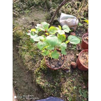 带盆有花蕾洛神花树盆栽易活庭院阳台绿植玫瑰茄红桃k树盆栽图2