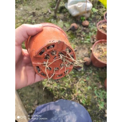 带盆有花蕾洛神花树盆栽易活庭院阳台绿植玫瑰茄红桃k树盆栽图3