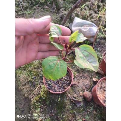 带盆有花蕾洛神花树盆栽易活庭院阳台绿植玫瑰茄红桃k树盆栽图4