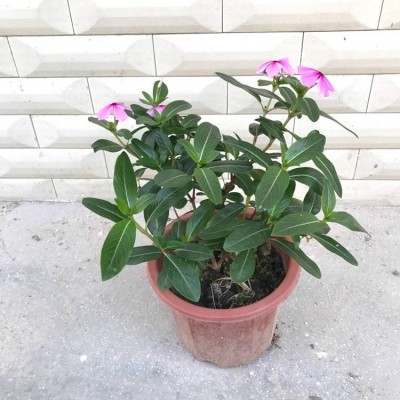 五叶梅四季梅长春花苗四季开花阳台庭院易种观花盆栽易活易管理图4