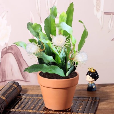 昙花盆栽室内客厅观赏花卉昙花一现好养植物阳台庭院昙花苗易成活图3