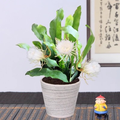 昙花盆栽室内客厅观赏花卉昙花一现好养植物阳台庭院昙花苗易成活图2
