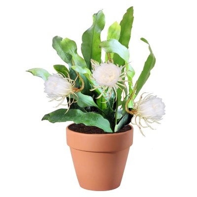 昙花盆栽室内客厅观赏花卉昙花一现好养植物阳台庭院昙花苗易成活图5