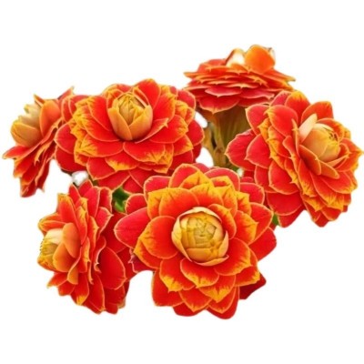 金狐狸日内瓦长寿年宵花卉盆栽植物四季好养开花易活室内带花苞图4