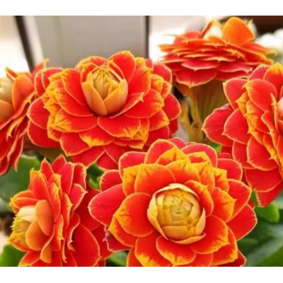 金狐狸日内瓦长寿年宵花卉盆栽植物四季好养开花易活室内带花苞图5