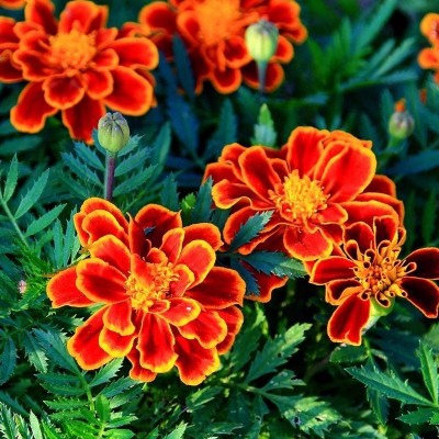 孔雀草花籽耐寒四季播种开花种籽子花卉易活景观绿化阳台庭院盆栽图3