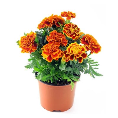 孔雀草花籽耐寒四季播种开花种籽子花卉易活景观绿化阳台庭院盆栽图5