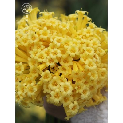 垂筒花种球 多年生易养球根花卉 阳台庭院楼顶盆栽植物秋冬开花图2