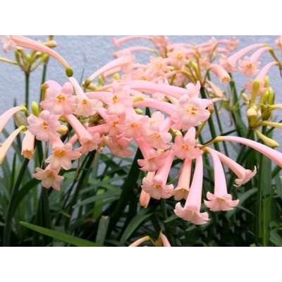垂筒花种球 多年生易养球根花卉 阳台庭院楼顶盆栽植物秋冬开花图3