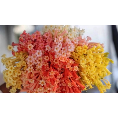 垂筒花种球 多年生易养球根花卉 阳台庭院楼顶盆栽植物秋冬开花图5