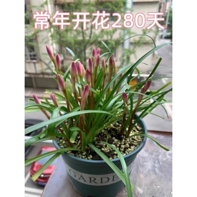 四季开花重瓣风雨兰种球风雨花葱兰韭兰庭院阳台盆栽花卉耐热耐寒图2