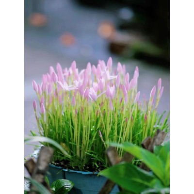 四季开花重瓣风雨兰种球风雨花葱兰韭兰庭院阳台盆栽花卉耐热耐寒图3