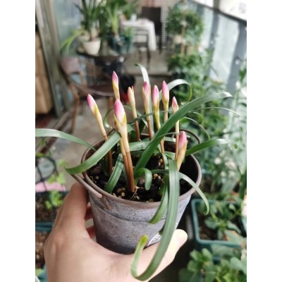 四季开花重瓣风雨兰种球风雨花葱兰韭兰庭院阳台盆栽花卉耐热耐寒图4