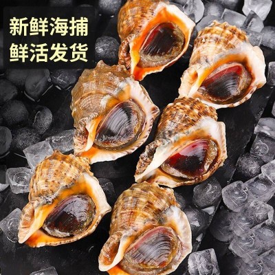 鲜活海螺1kg图2