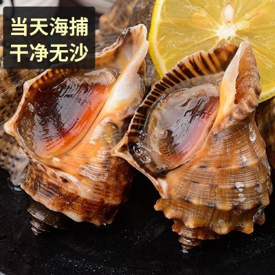 鲜活海螺1kg图5