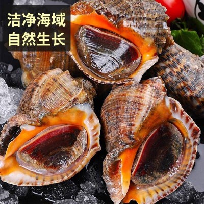 鲜活海螺1kg图3