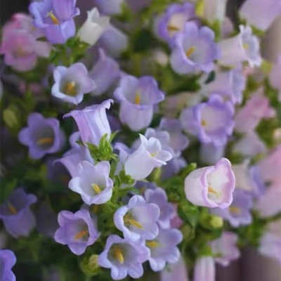 丹麦风铃草花种子籽四季播种开花阳台室内外庭院阳台好养观花植物图4