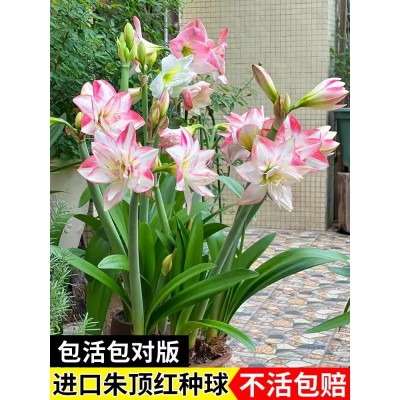 朱顶红种球超大特大重瓣盆栽花卉室内外阳台庭院植物四季开花图2