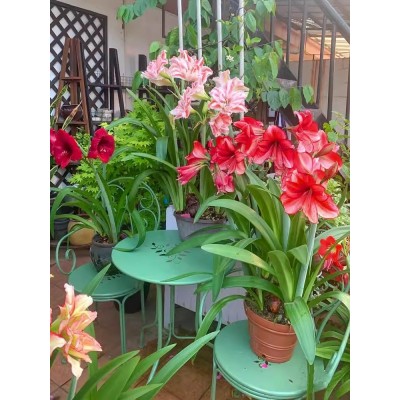朱顶红种球超大特大重瓣盆栽花卉室内外阳台庭院植物四季开花图5