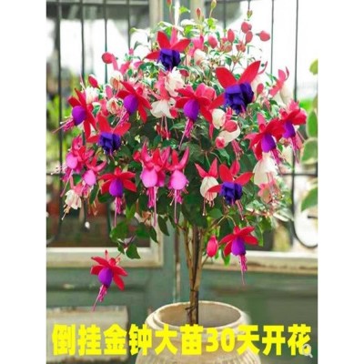重瓣倒挂金钟花苗灯笼花盆栽室内绿植阳台四季开花带花苞不断花卉图2
