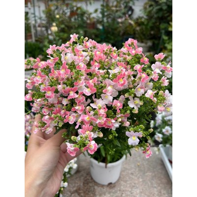 龙面花种子四季播种开花好养易活室内室外花种子籽草花籽植物盆栽图2