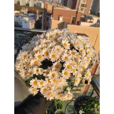 龙面花种子四季播种开花好养易活室内室外花种子籽草花籽植物盆栽图5
