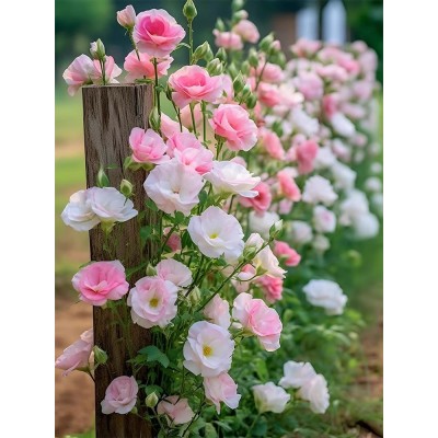 龙面花种子四季播种开花好养易活室内室外花种子籽草花籽植物盆栽图4