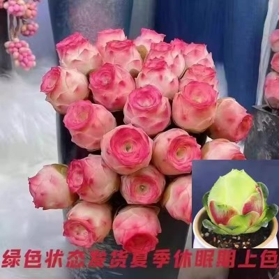 鸡蛋山地玫瑰水蜜桃玫瑰耶罗粉山地翡翠球多肉植物防辐射盆栽肉肉图3
