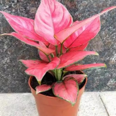 吉利红室内盆栽如意皇后水土双培净化空气吸甲醛懒人植物花卉易活图2