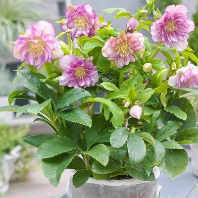 圣诞玫瑰铁筷子郁金香多年生宿根庭院花耐寒植物室内好养种子盆栽图2