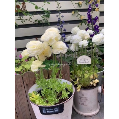 花毛茛种球室内室外四季洋牡丹花种子观花卉植物盆栽好养活花苗图2