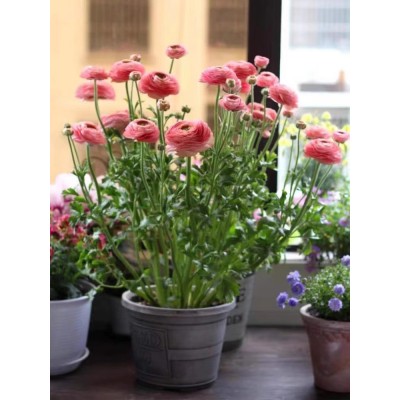 花毛茛种球室内室外四季洋牡丹花种子观花卉植物盆栽好养活花苗图4