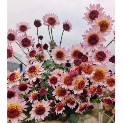 梦蝶 新品阳台花园雏菊小米菊切花菊花卉盆栽地栽菊花小苗图2