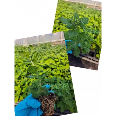 梦蝶 新品阳台花园雏菊小米菊切花菊花卉盆栽地栽菊花小苗图5