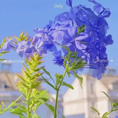 蓝雪花棒棒糖老桩带花苞庭院阳台四季开花好养喜水喜光半攀援植物图4