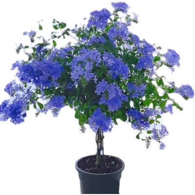 蓝雪花棒棒糖老桩带花苞庭院阳台四季开花好养喜水喜光半攀援植物图5