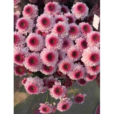 粉色摇滚进口阳台小米菊切花菊纽扣菊雏菊花苗多年生网红花卉盆栽图2