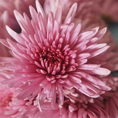 东篱园艺日本食用紫菊花苗室内外阳台庭院盆栽花卉植物多年生美观图3