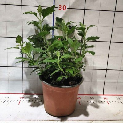 东篱园艺日本食用紫菊花苗室内外阳台庭院盆栽花卉植物多年生美观图5