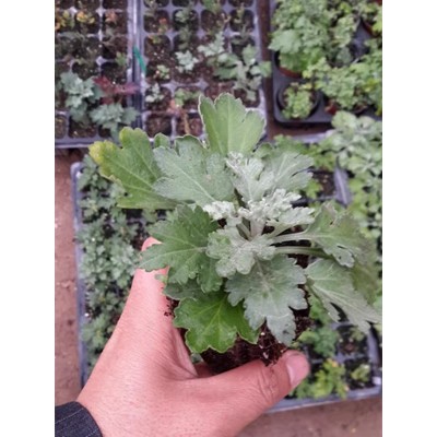 东篱园艺日本食用紫菊花苗室内外阳台庭院盆栽花卉植物多年生美观图4