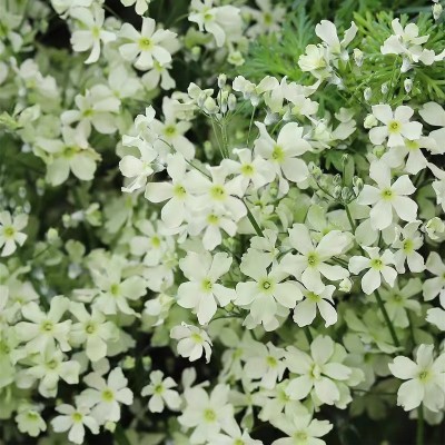 四季樱草报春盆栽冬季春季花卉花期长爆花阳台庭院花园植物易养护图3