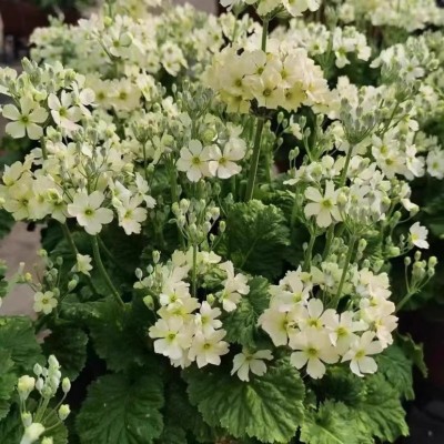 四季樱草报春盆栽冬季春季花卉花期长爆花阳台庭院花园植物易养护图4