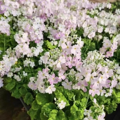四季樱草报春盆栽冬季春季花卉花期长爆花阳台庭院花园植物易养护图2