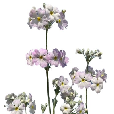四季樱草报春盆栽冬季春季花卉花期长爆花阳台庭院花园植物易养护图5