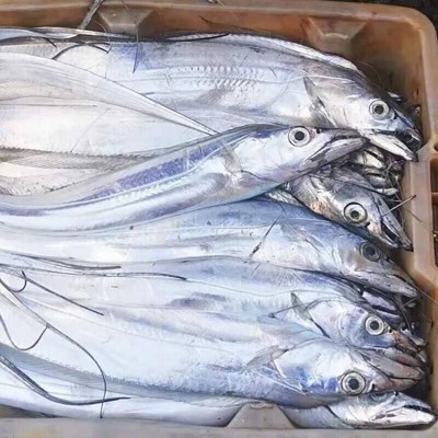 东海纯鲜中带鱼(6- 8两/ 条) 约1.5kg图5