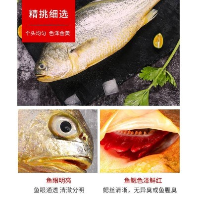 今锦上宁德大黄鱼礼盒装4条2kg图5